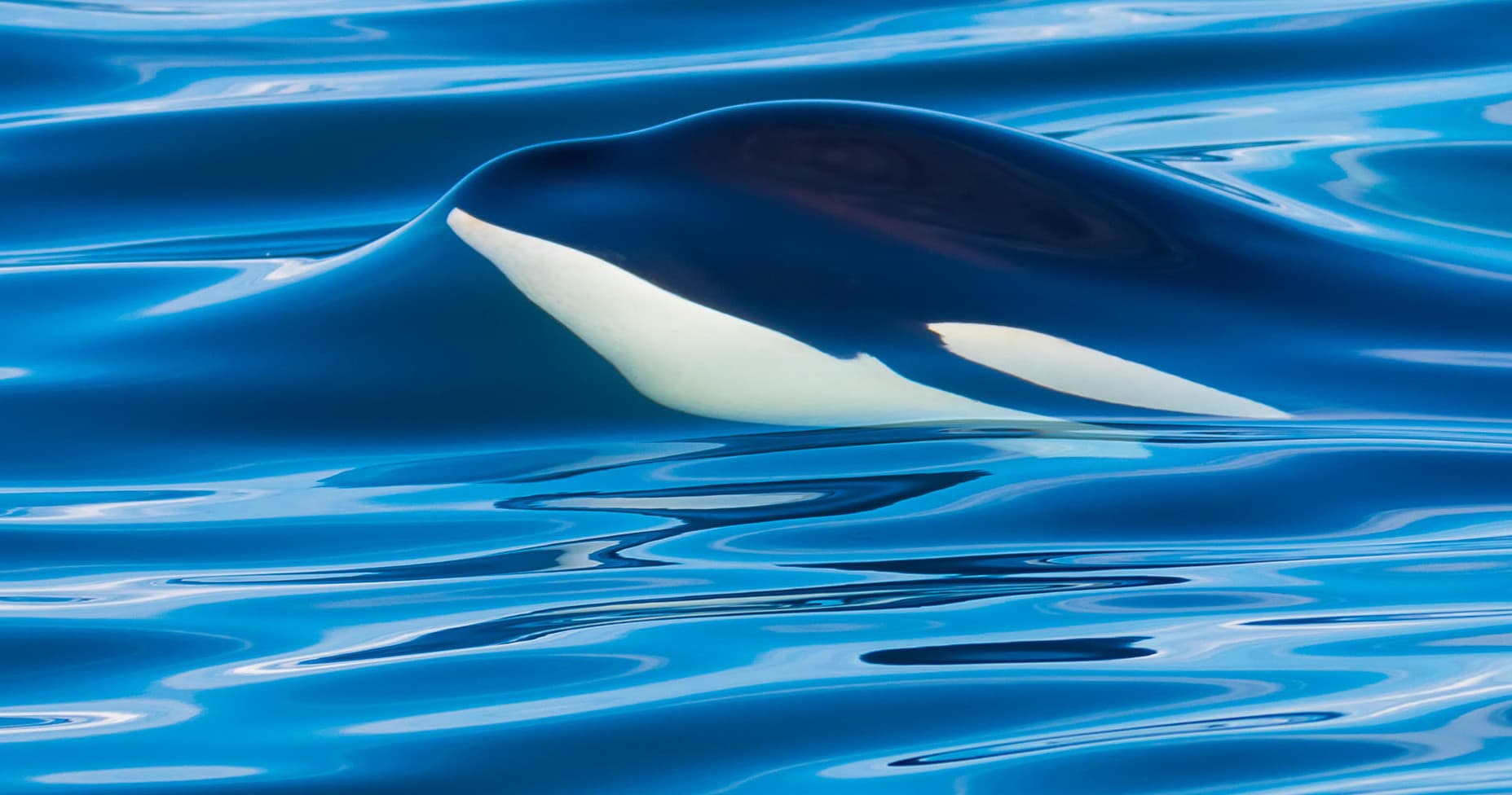 Private Party Whale Watching & Wildlife Tour for 1 to 6 people
