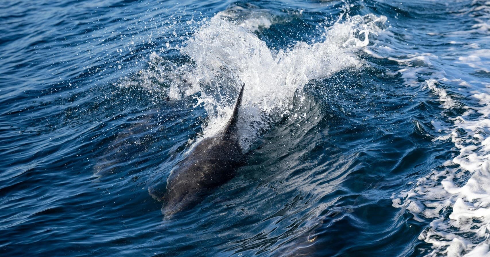 Sightseeing Boat Charter to Sliabh Liag, Whale & Dolphin Watching