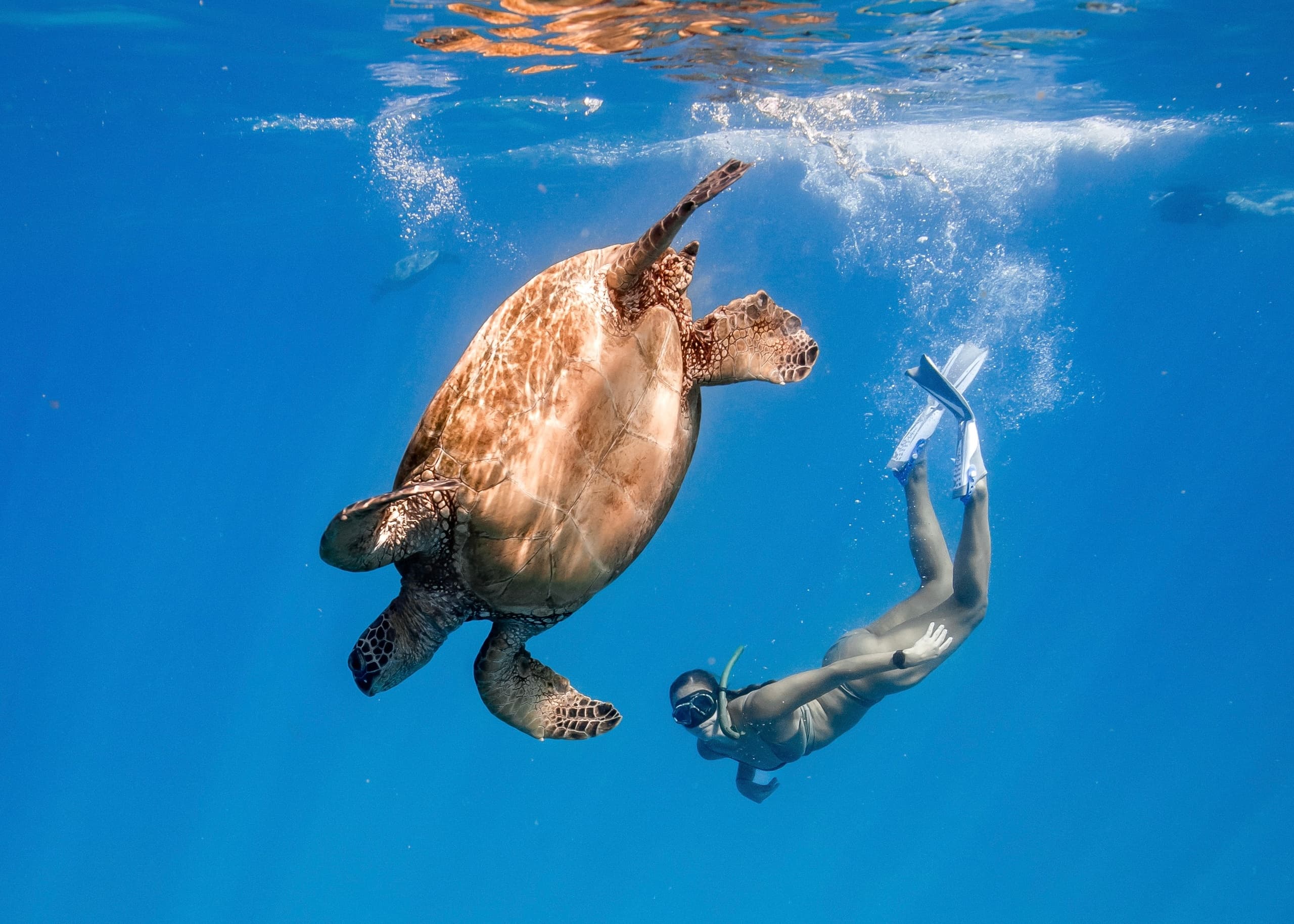Turtle Canyon Snorkel (Semi-Private Boat Tour)