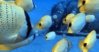 Molokini Snorkel & Dive - Kilikina II