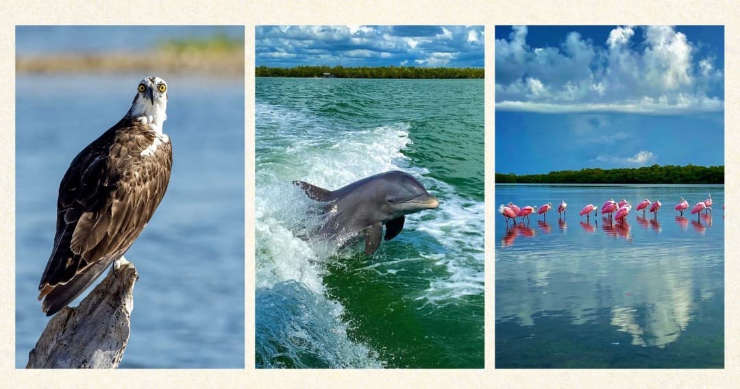 Ten Thousand Islands Eco/Dolphin Tour
