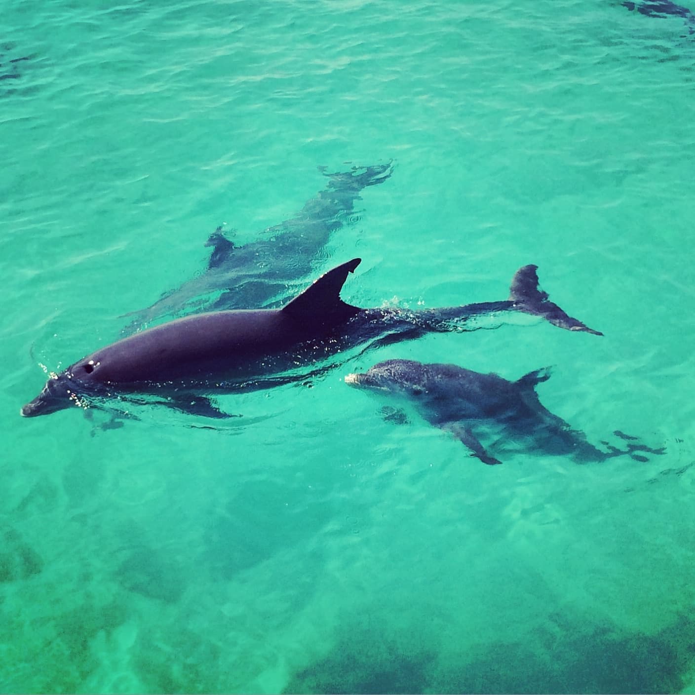 Dolphin Watch