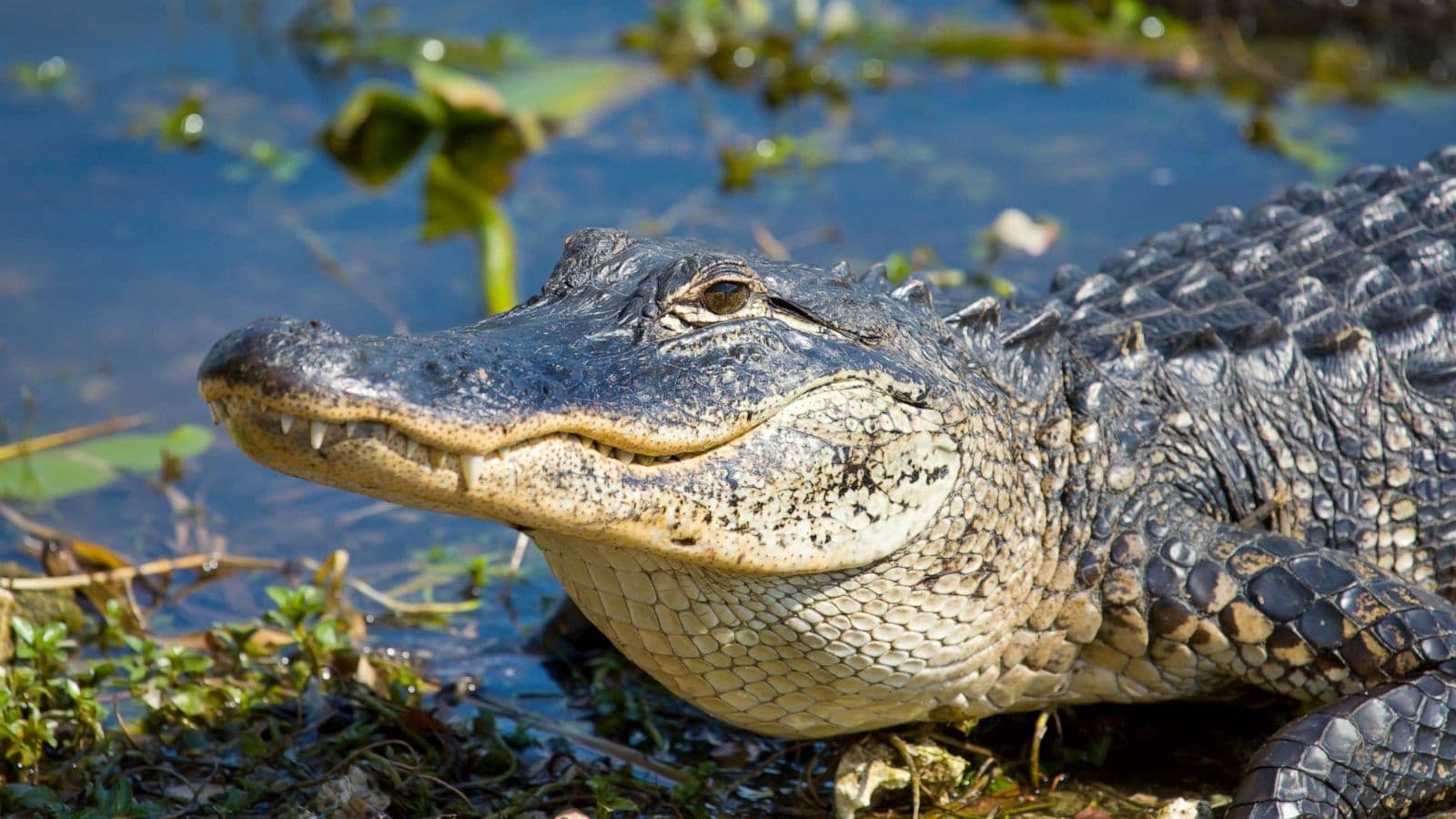 Everglades Airboat Adventure and Miami Millionaire's Row Cruiser Tour Combo