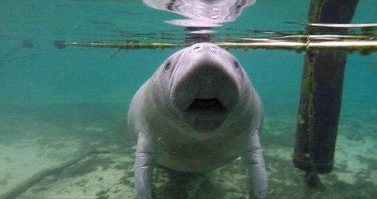 Private VIP Manatee Encounter