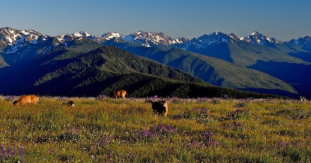 Olympic National Park Day Tour
