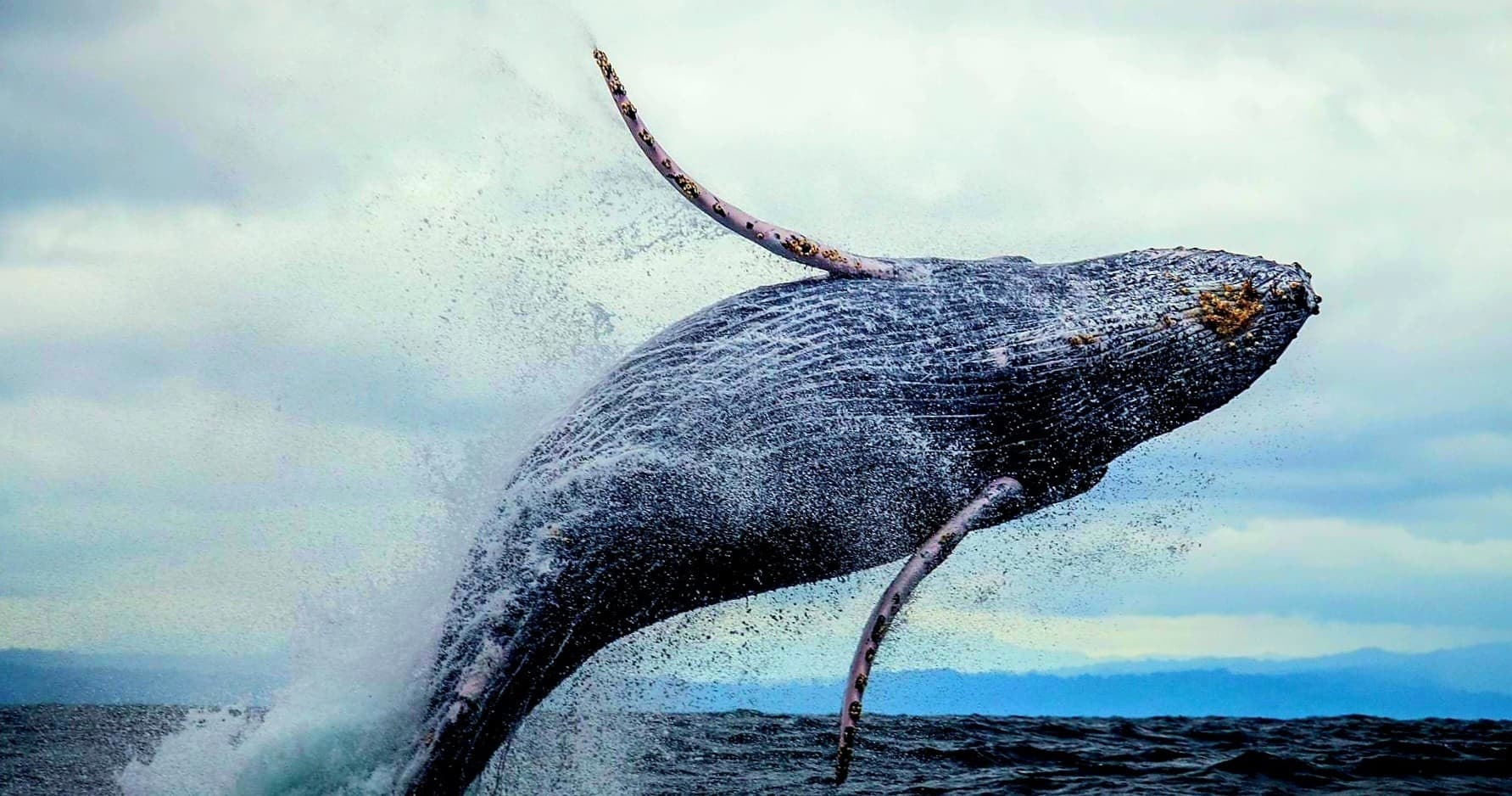 Dolphins & Whale Watching
