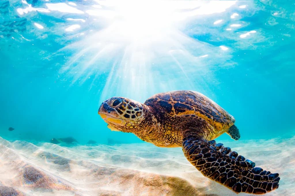 South Maui SUP & Snorkel Adventure