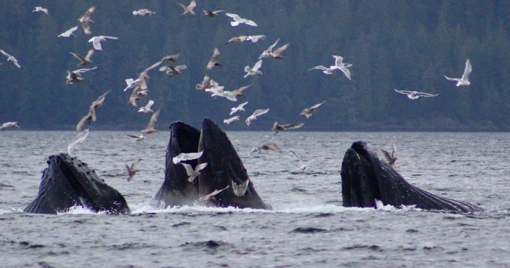 Scenic Bay Tour
