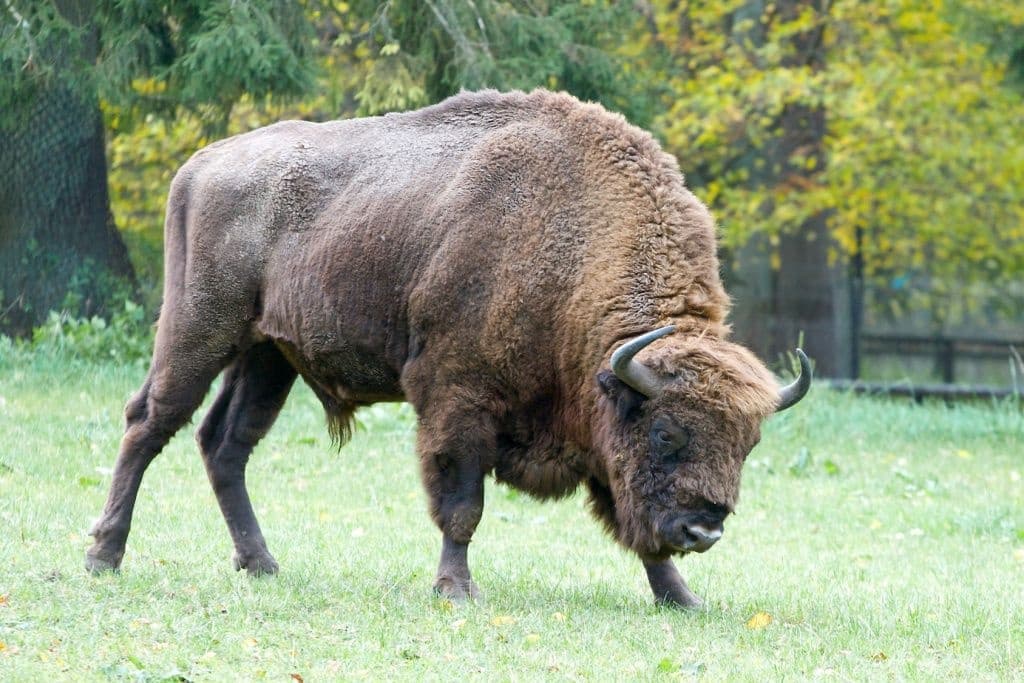 Bialowieza National Park 2-Day Tour from Warsaw