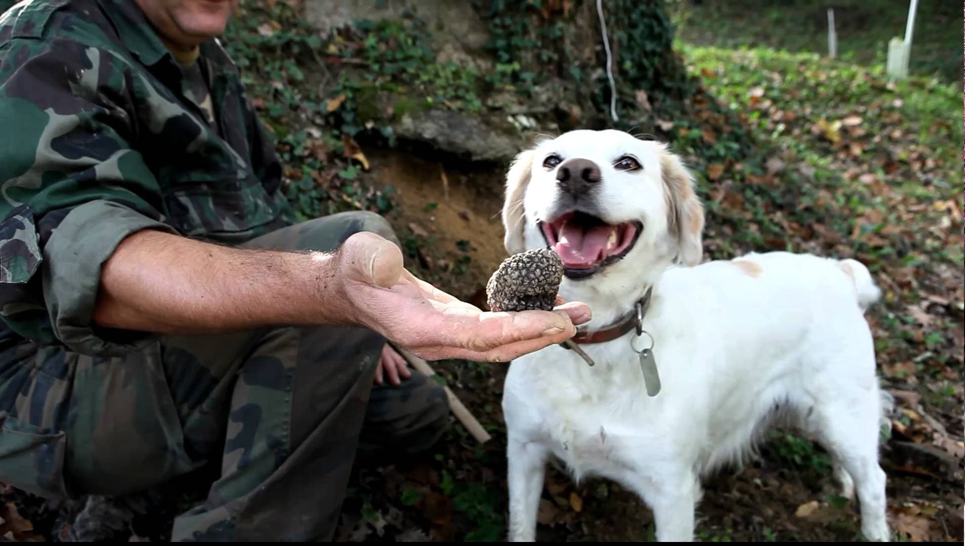 Private VIP – SNUFFLE & TRUFFLE – Truffles Hunting with Dogs, Chianti Wine & Olive Oil Tasting in Tuscany and time to see San Gimignano