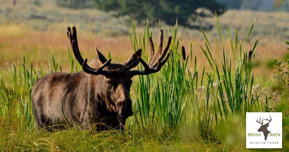 Grand Teton Full Day Private Tour