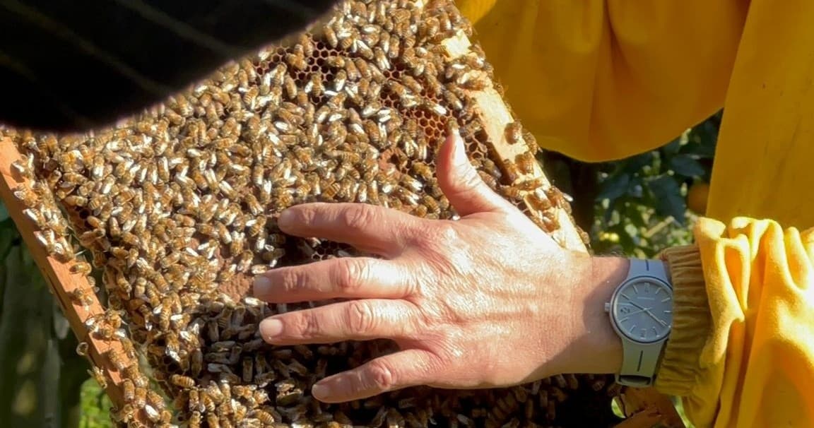 Beekeeper Experience