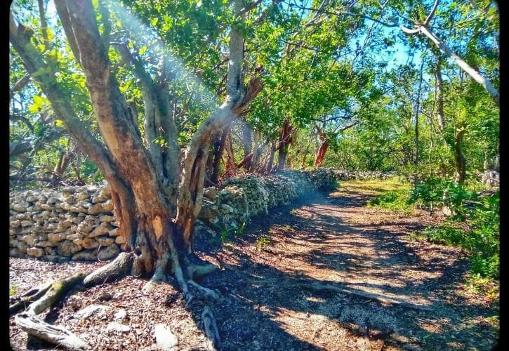 Lignumvitae Key Botanical State Park & Beach Tour - Self Guided