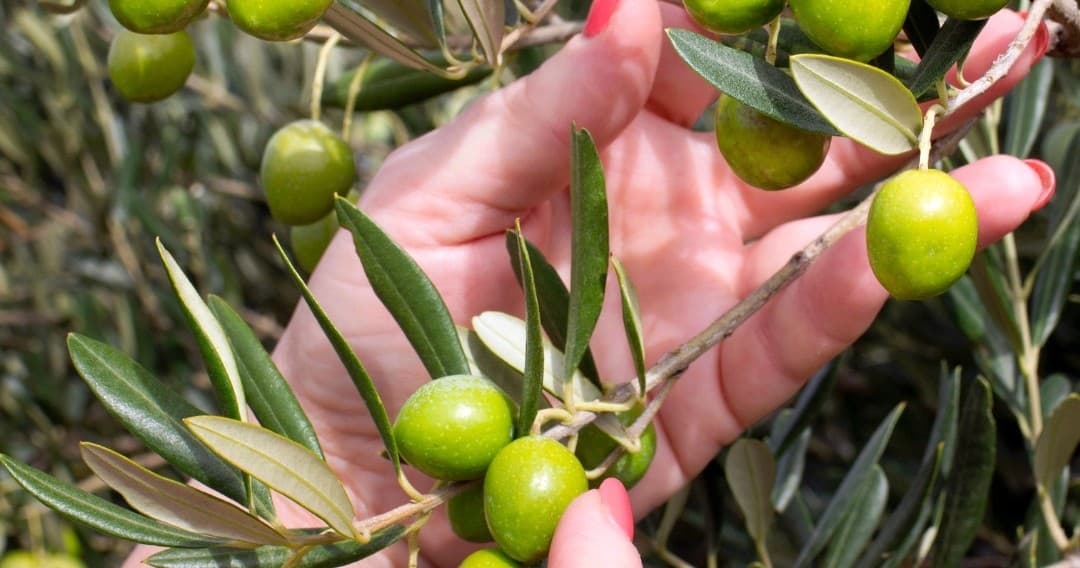 Olive Oil Pick & Taste