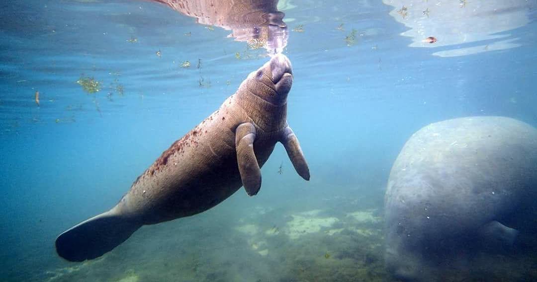 Manatee Tours
