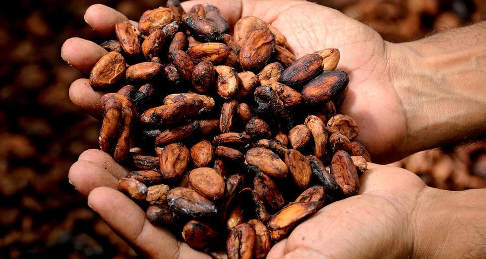 Cacao Farm Tour & Chocolate Tasting