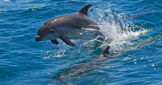 Dolphin Watching in the Wild + Arrábida Private Tour