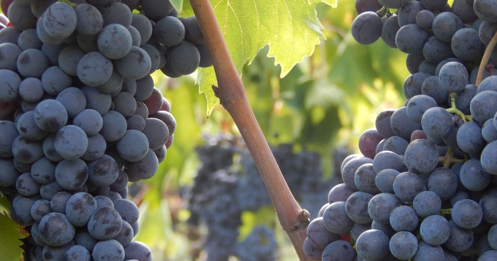 Private VIP - ALL THE TUSCAN WINES IN ONE DAY!  Wine Tour for Wine Lovers