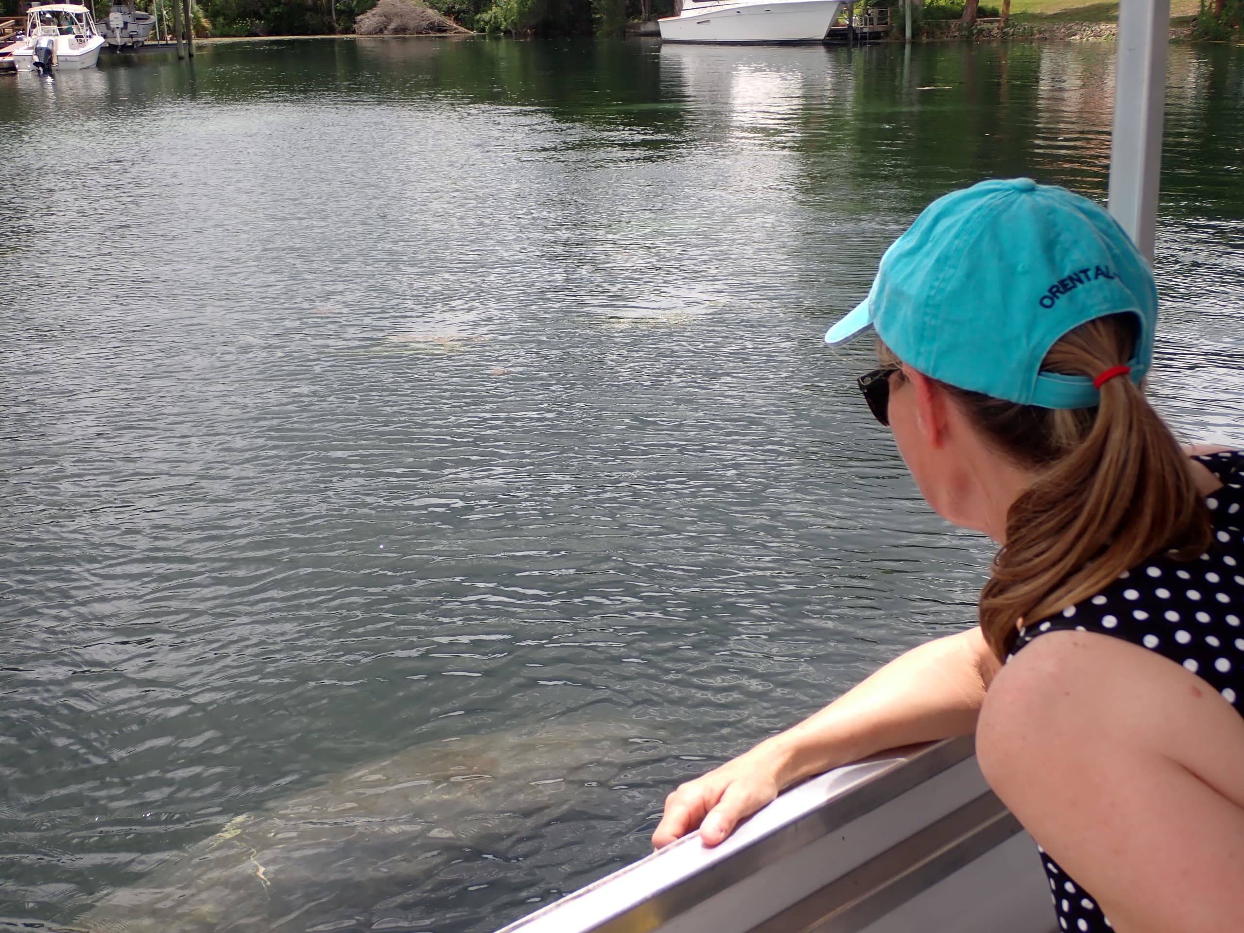📸See Crystal River, Boat Tour Manatee & Wildlife Viewing #crystalriverdrytour 🌞