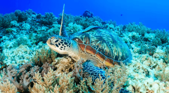 Waikiki Turtle Snorkel Tour