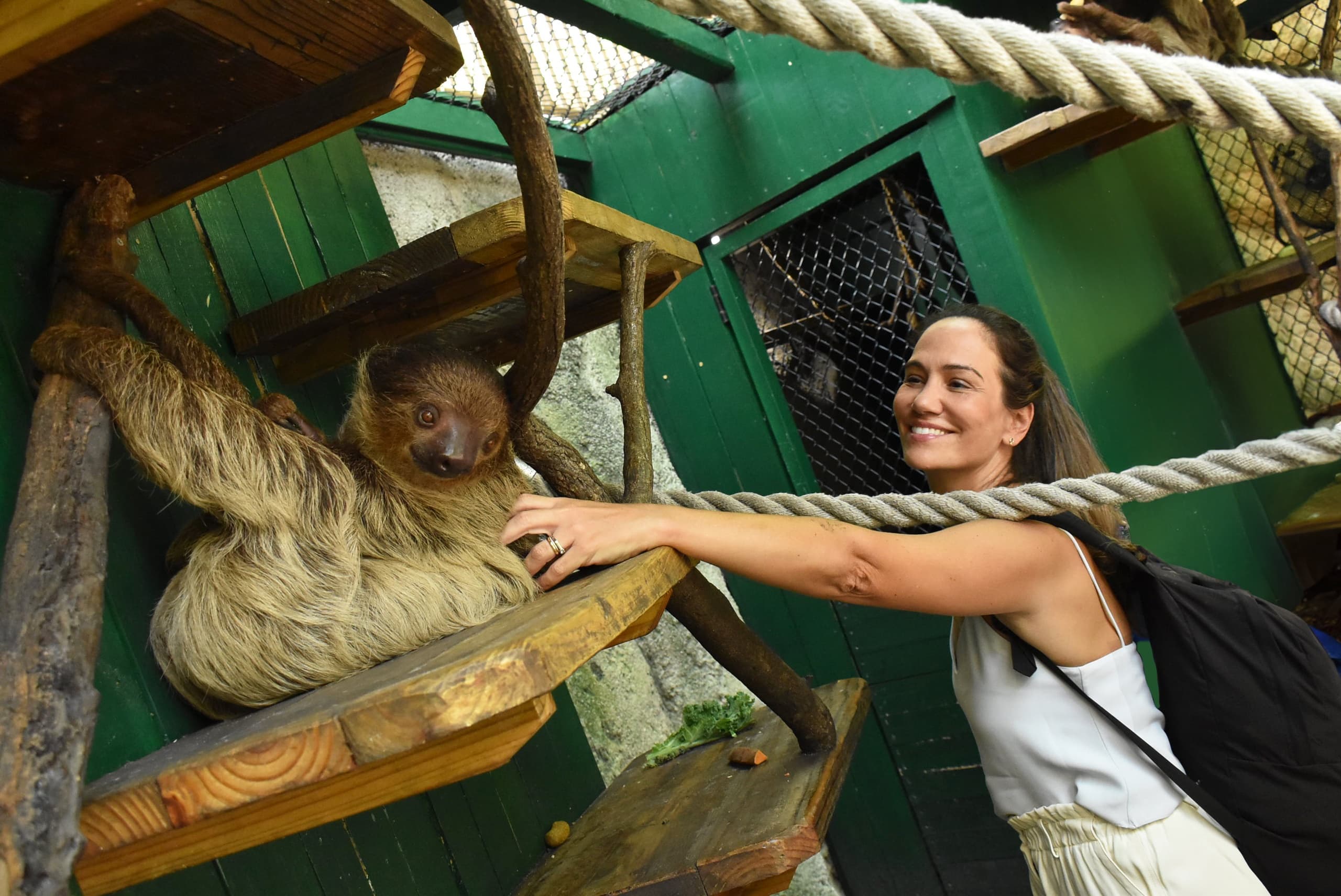 Sloth Encounter