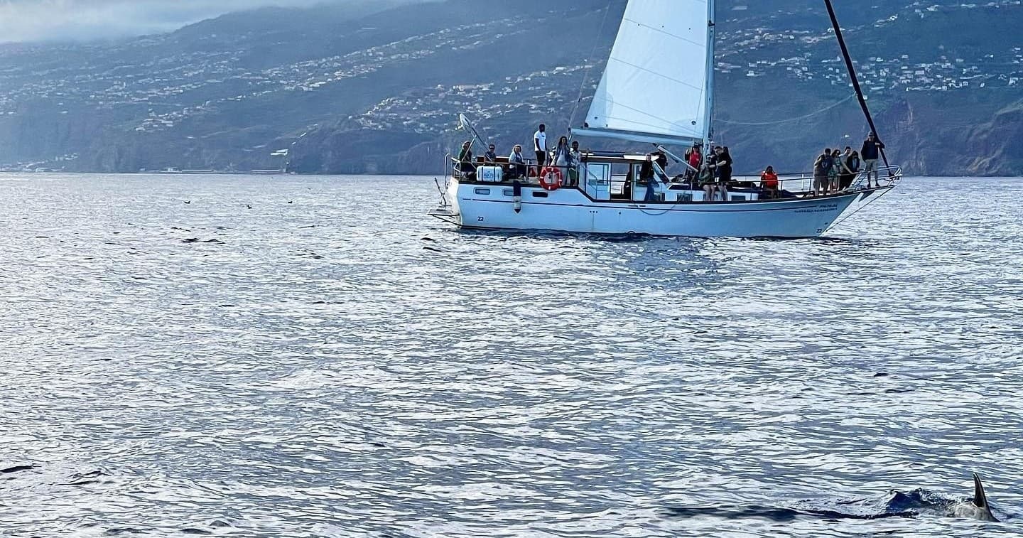 Passeio de barco ao pôr do sol para observação de golfinhos e baleias