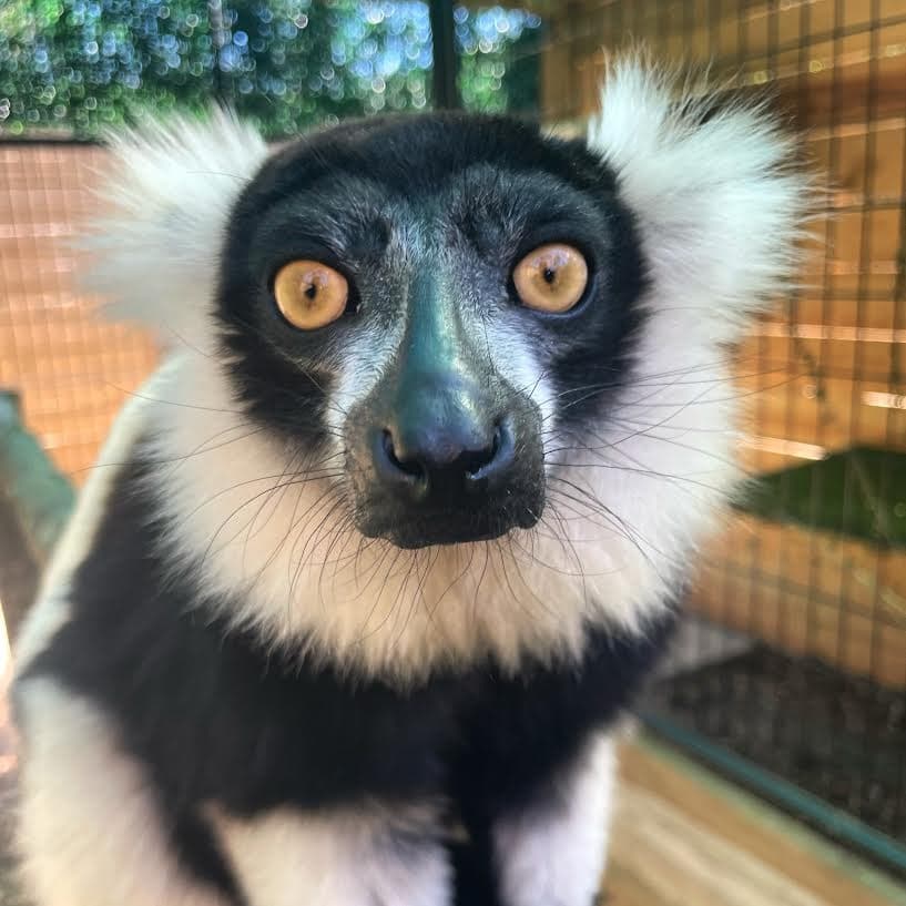 Lemur Encounter