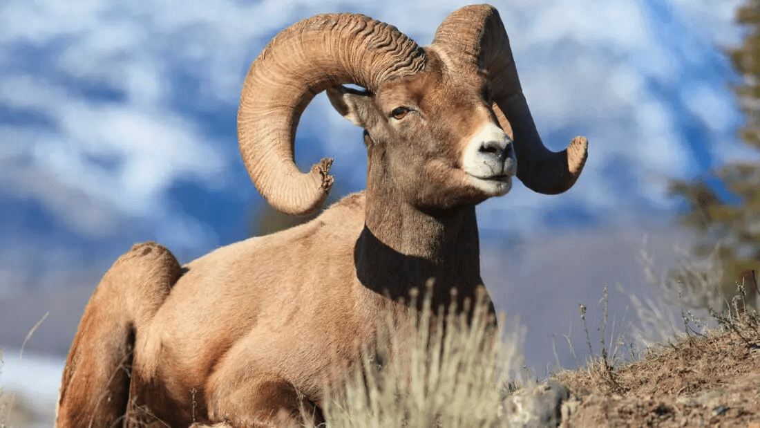 Yellowstone Wildlife Safari - Public Tour