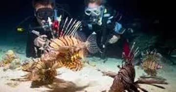 Night Dive
