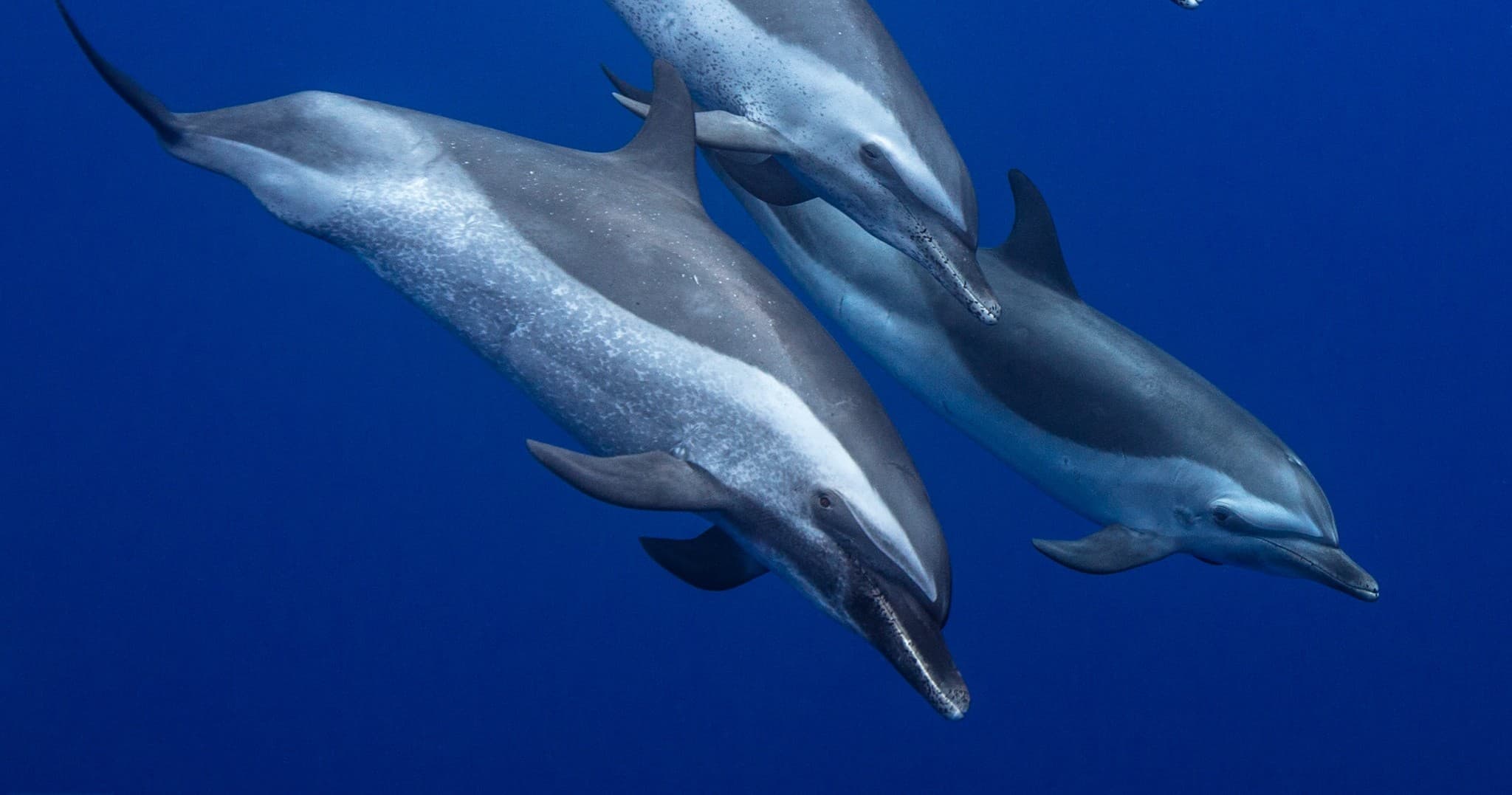 Dolphin Excursion