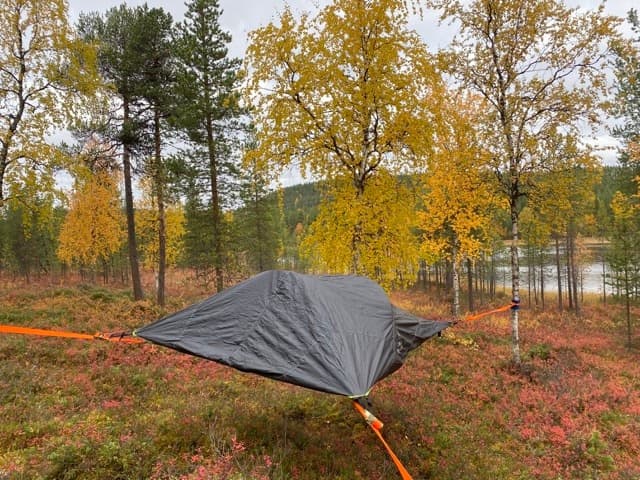 Sleep in the trees