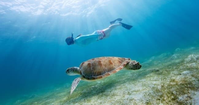 Afternoon Snorkel & Dolphin Tour