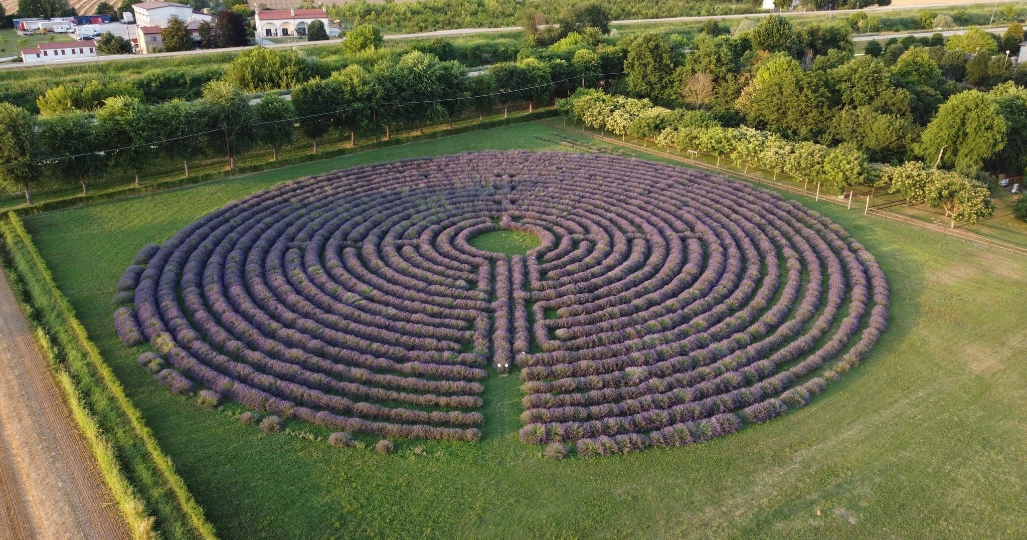 Lavender Experience