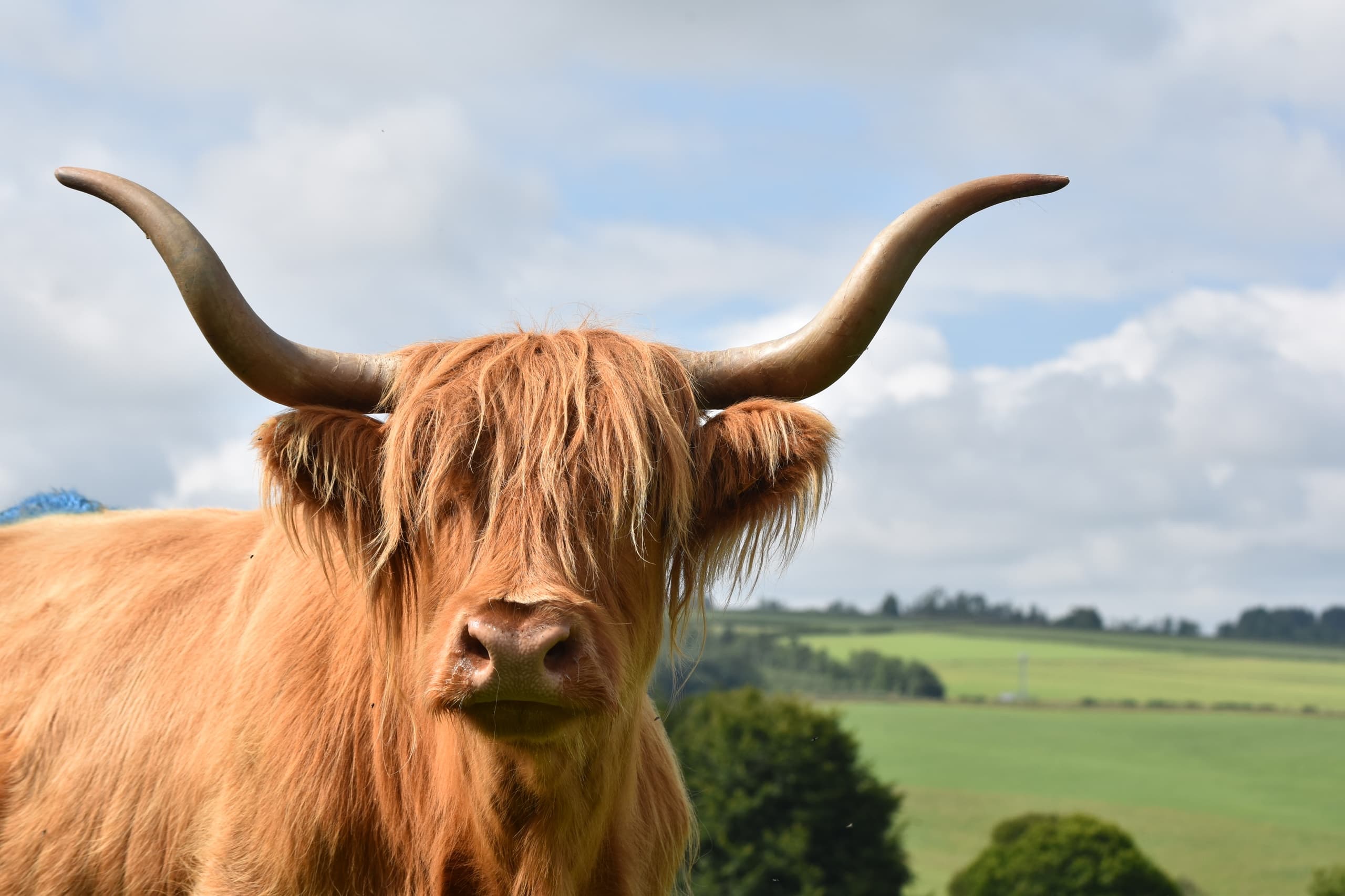 The Highland Way