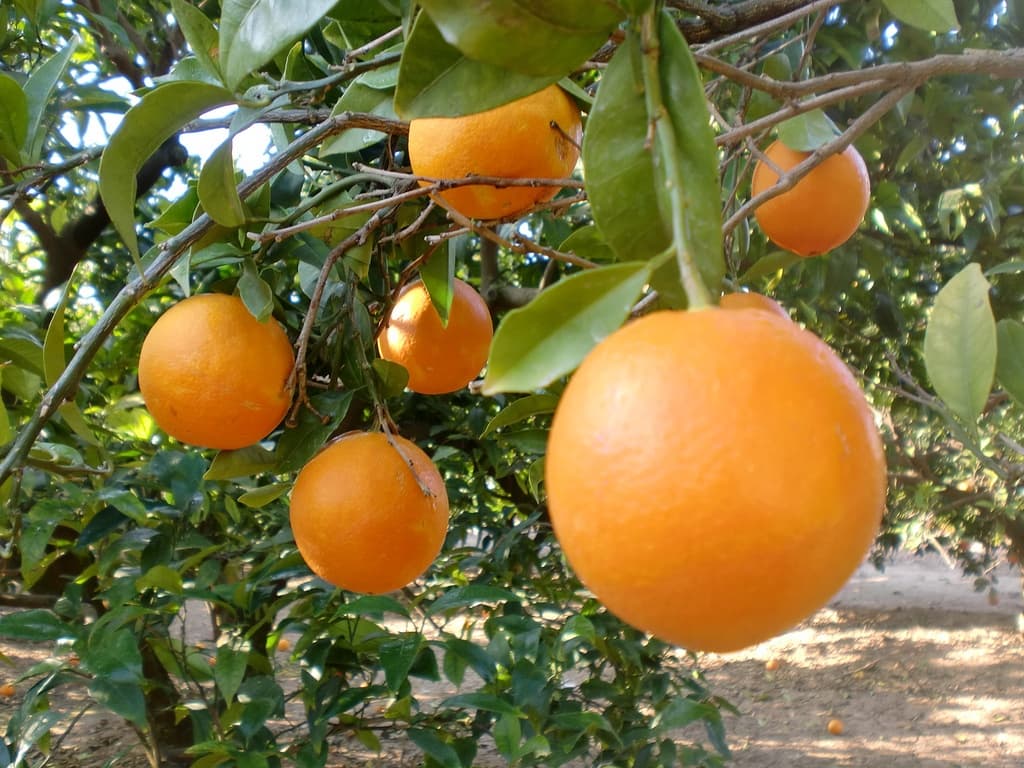 Valencia Orange Tour Experience