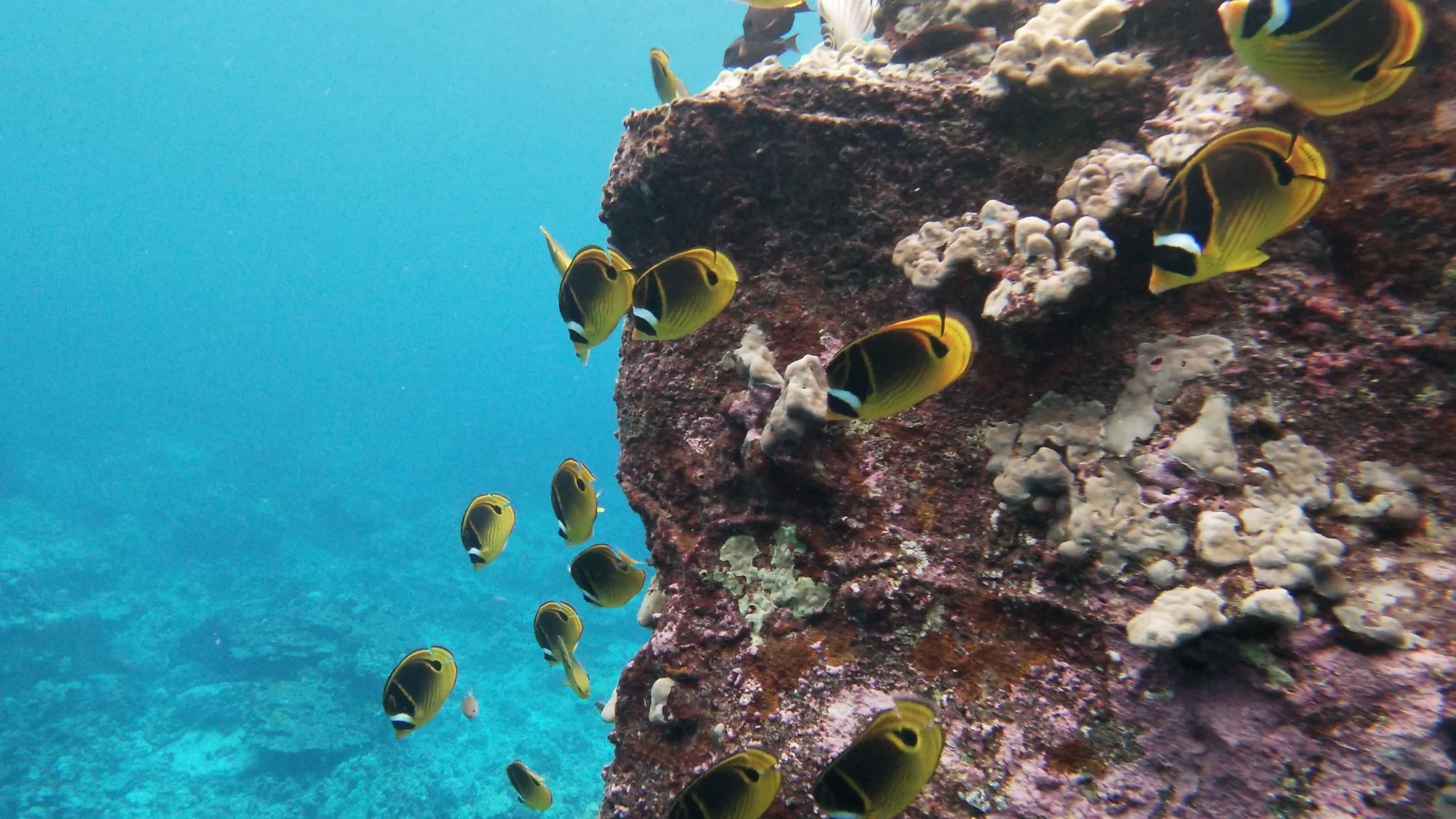 Ms Conduct Snorkel Fishing Charter