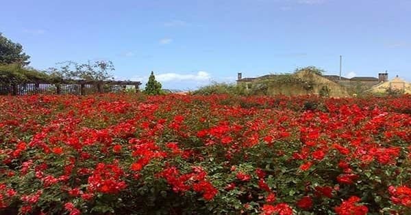 Rose Gardens with Northeast Coast