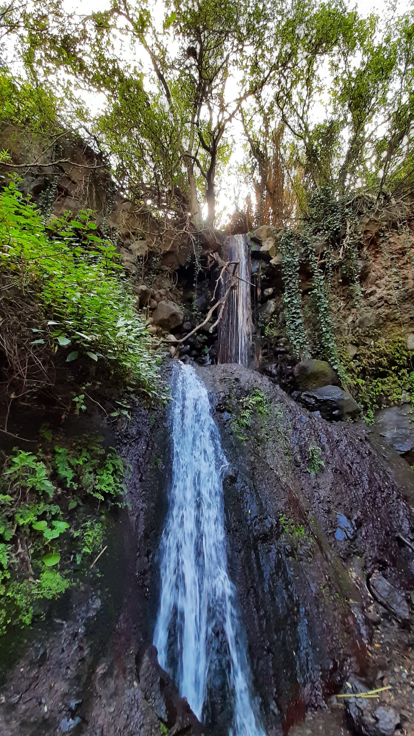 Hiking in the rainforest by 2 native guides