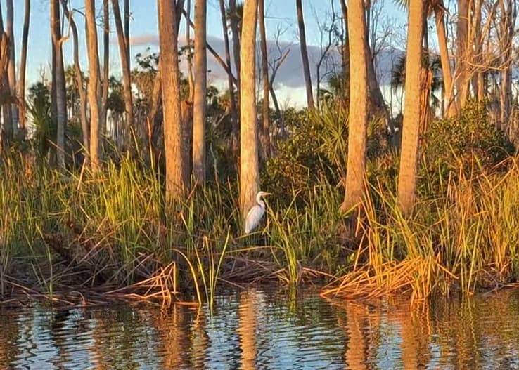 Chassahowitzka Wildlife Kayak Adventure