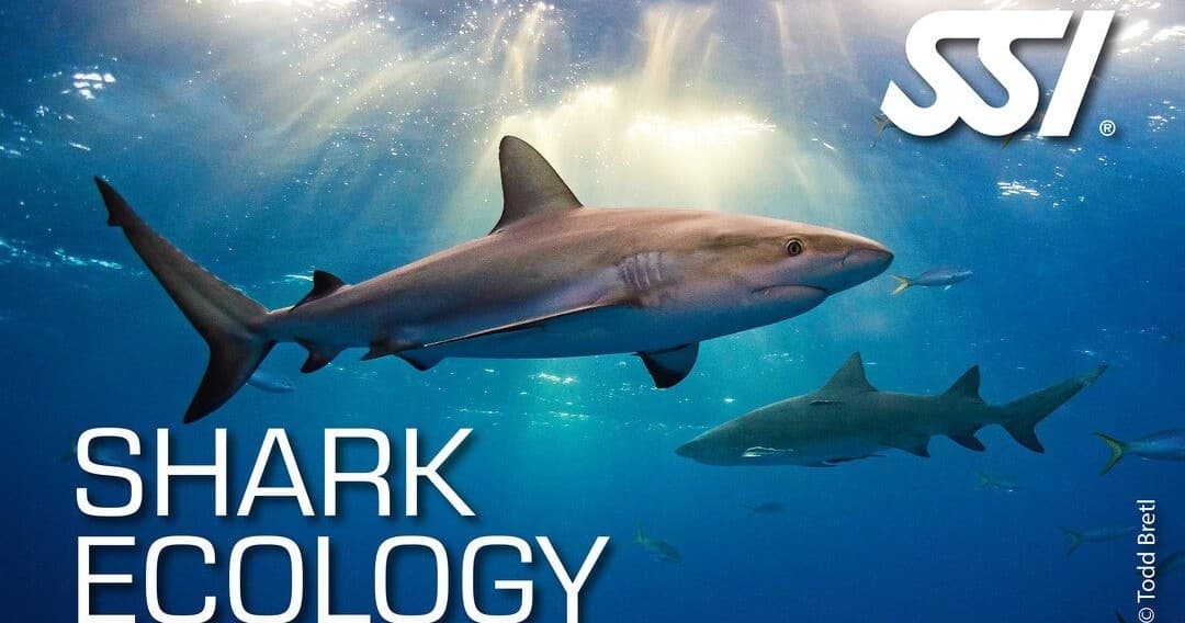 SSI Shark Ecology Kurs