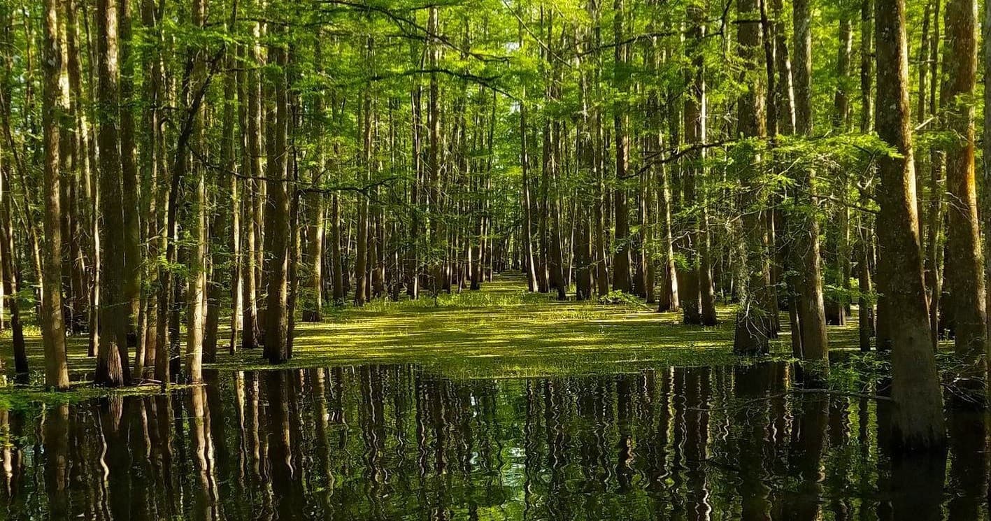 Two Hour Guided Eco-Swamp Tour