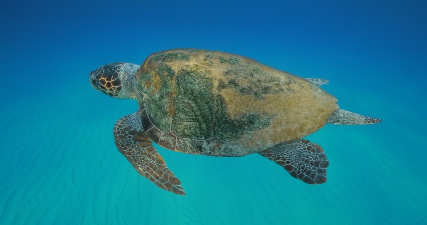 PADI Divemaster Course