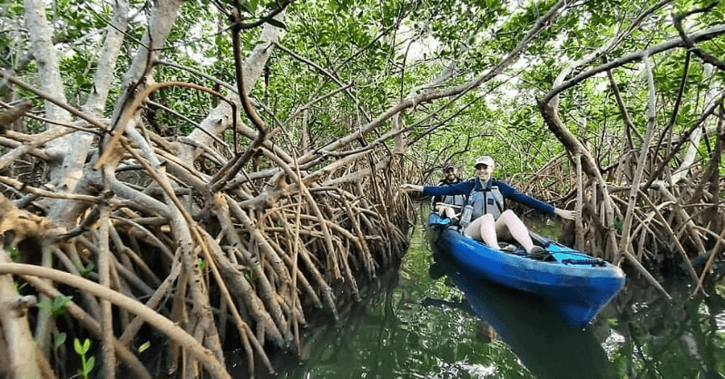 Thousand Islands Mangrove Tunnel Kayak Tour