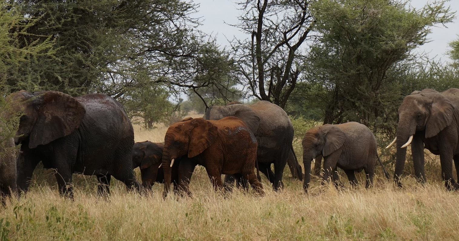 Big Buck Safari