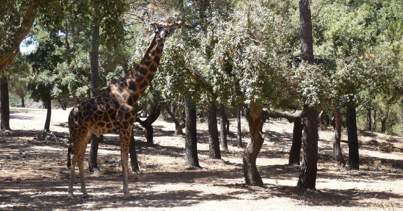Badoca Safari Park Full Day