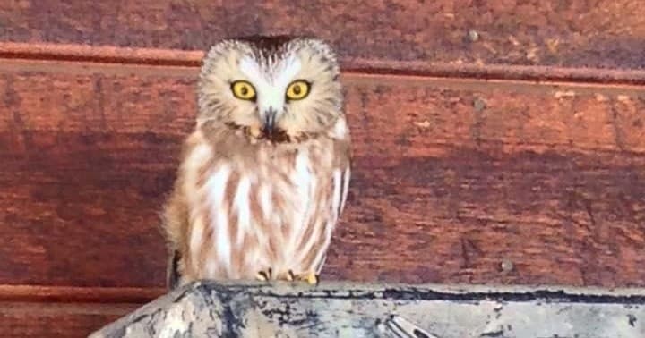 Hike + Teton Raptor Center