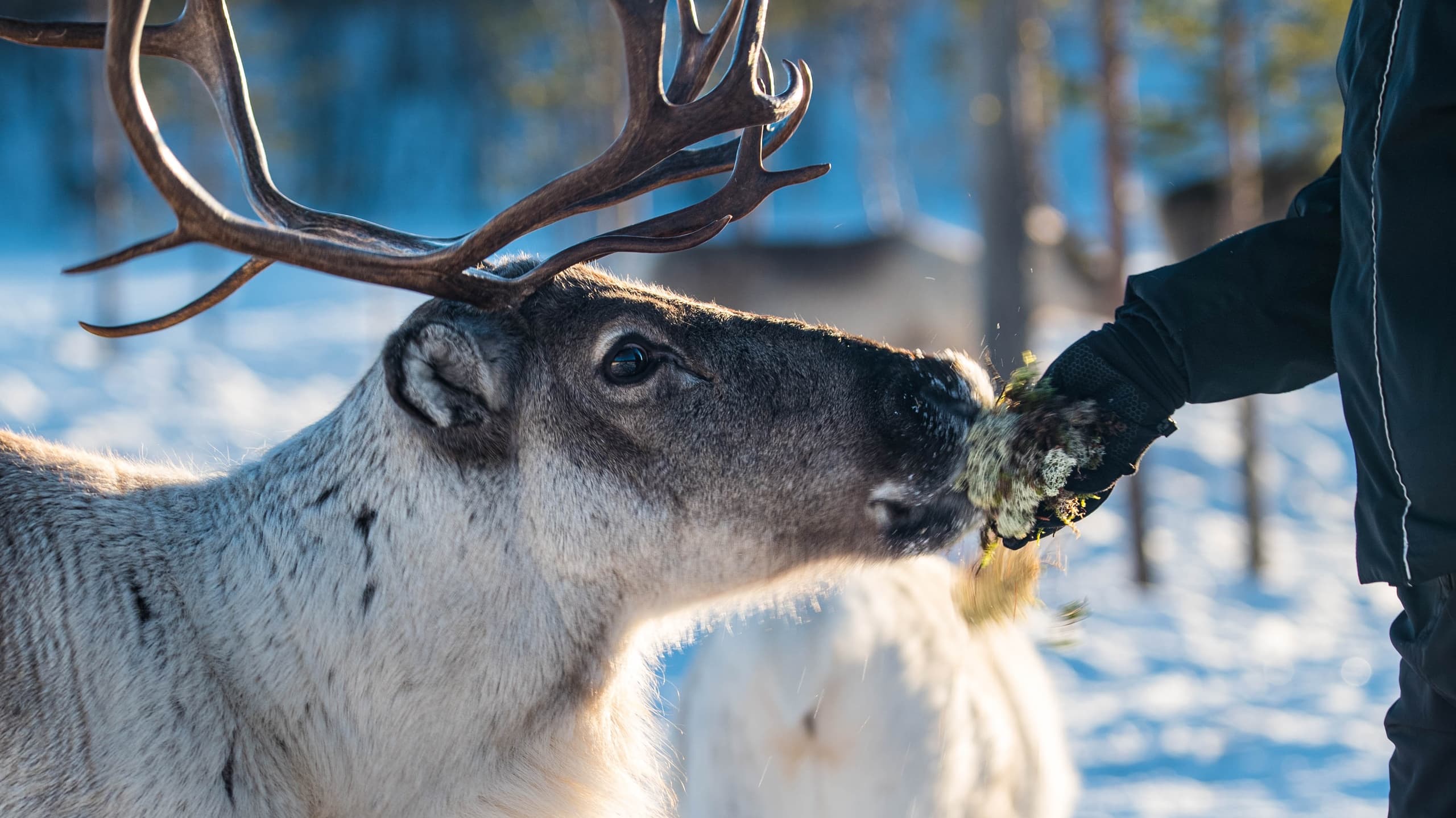 Moment with Reindeer