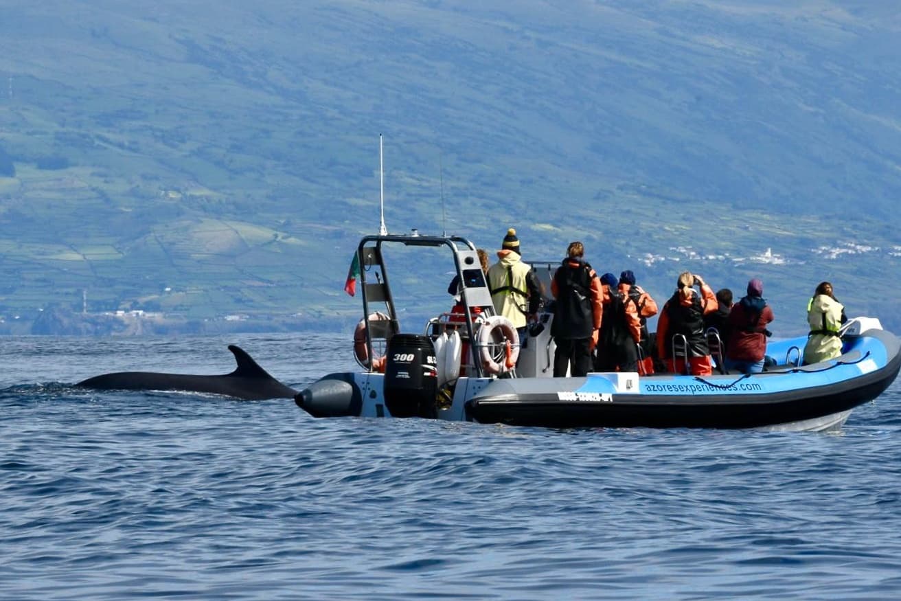 Whale and dolphin Watching - Boat charter!
