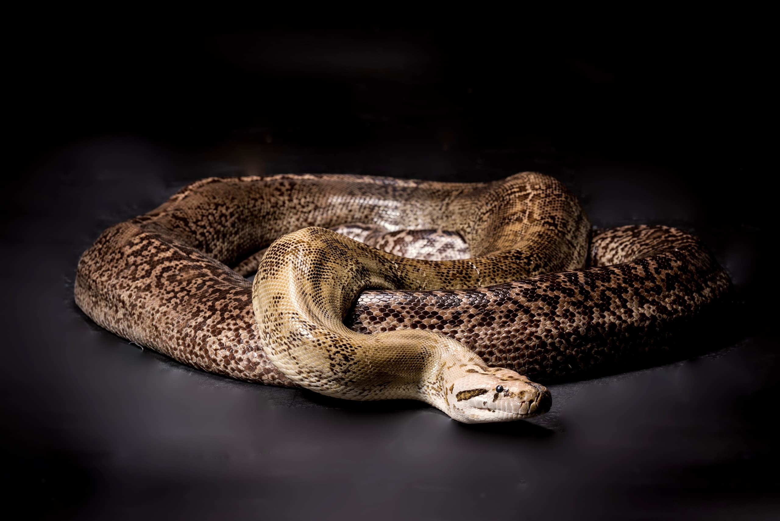 VIP 2 Hour Tour + Big Slither" Experience"