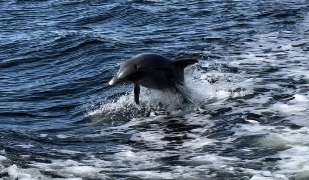 Dolphin Tour